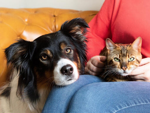 Sahiplerinin kucağında köpek ve kedi