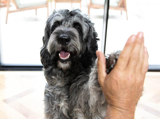 İnsana beşlik çakan köpek