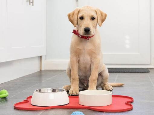 Köpek yemek kaplarının önünde oturdu