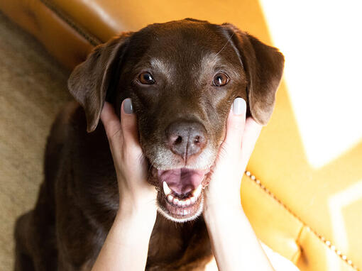 Yaşlı köpek sahibinin elinde