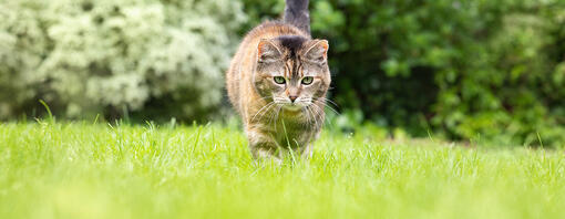 Kedi Pireleri Nedenleri, Önlenmesi ve Tedavisi