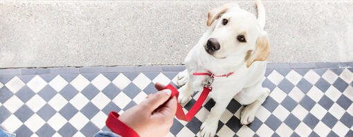 Kırmızı ipiyle kapı eşiğinde oturan köpek