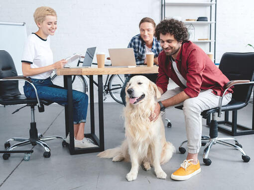 Golden retriever masada oturmuş grupla birlikte çalışıyor